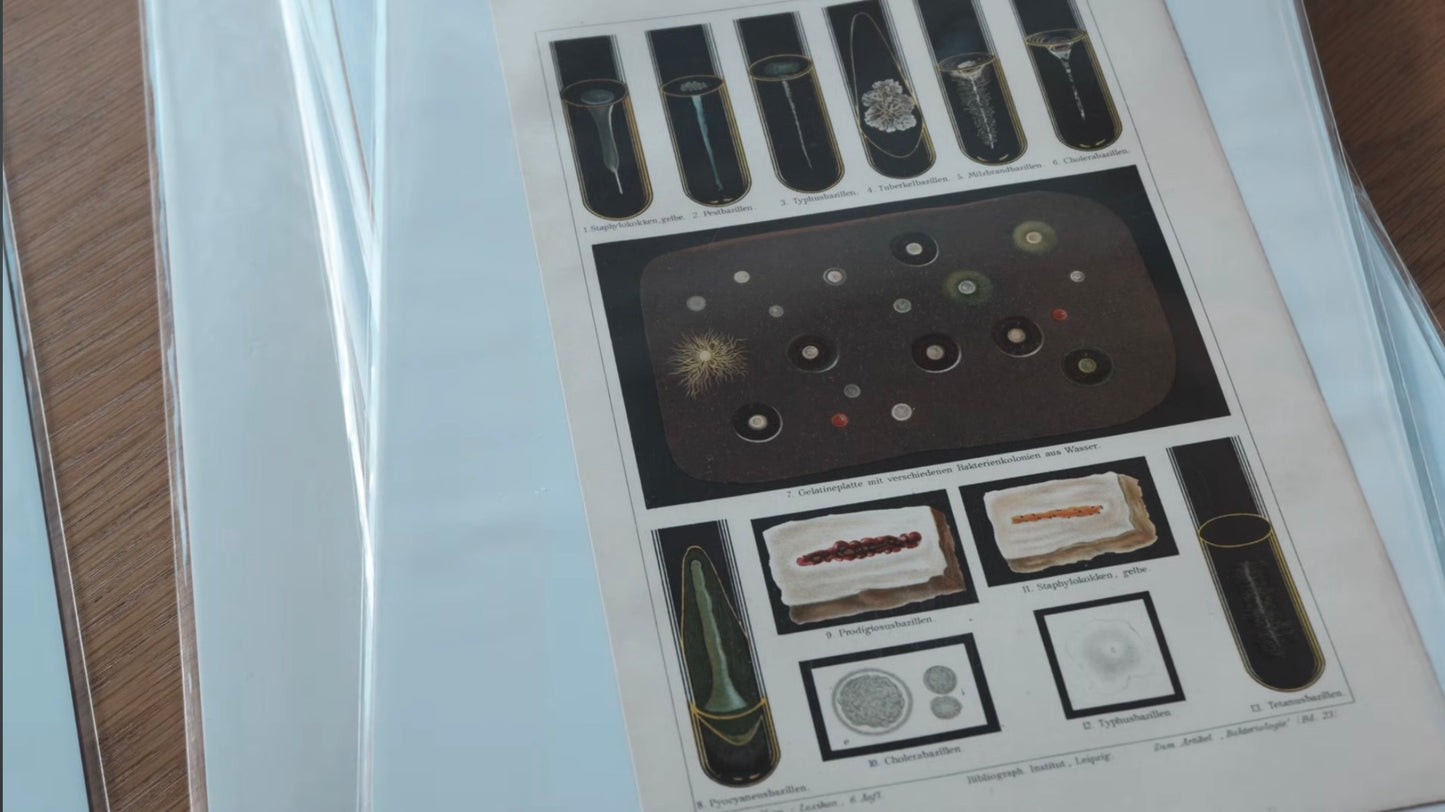 美しい細菌たち