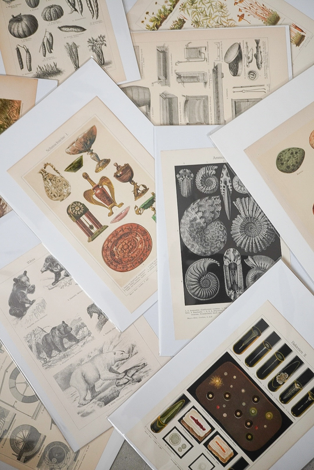 美しい細菌たち