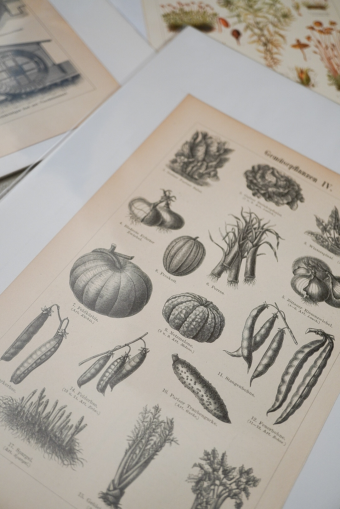 新鮮な野菜たち