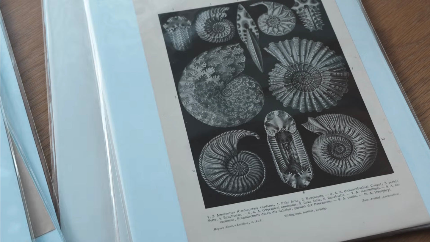 ぐるぐるアンモナイト