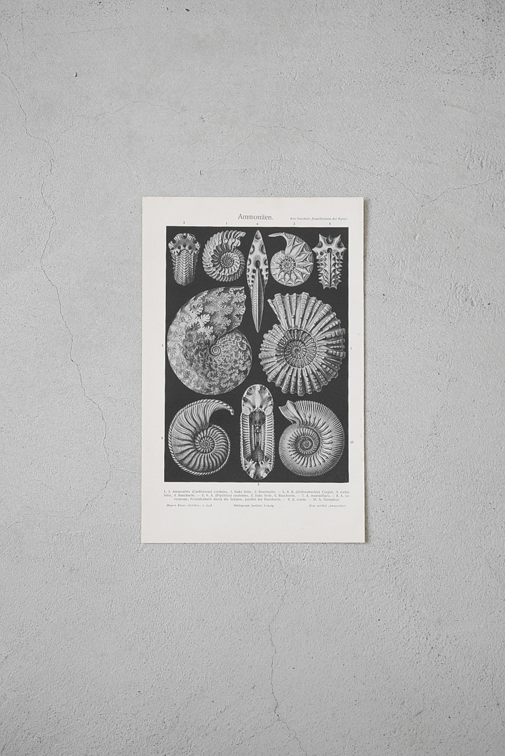 ぐるぐるアンモナイト