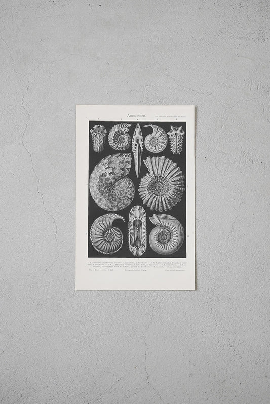 ぐるぐるアンモナイト