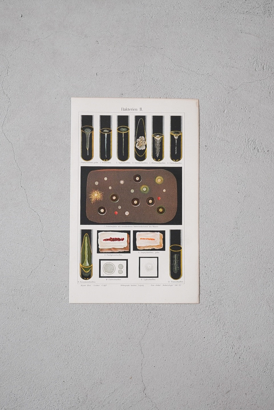 美しい細菌たち