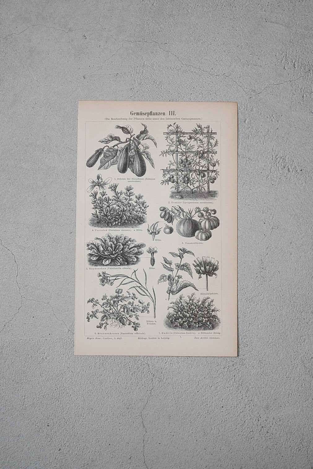 新鮮な野菜たち