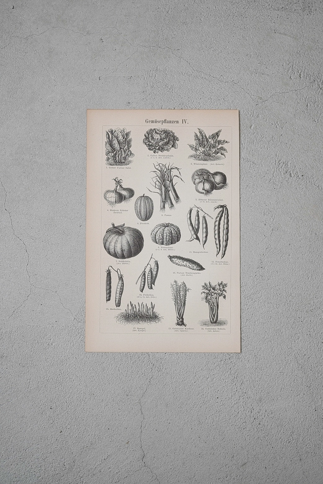 新鮮な野菜たち