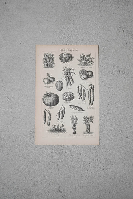 新鮮な野菜たち